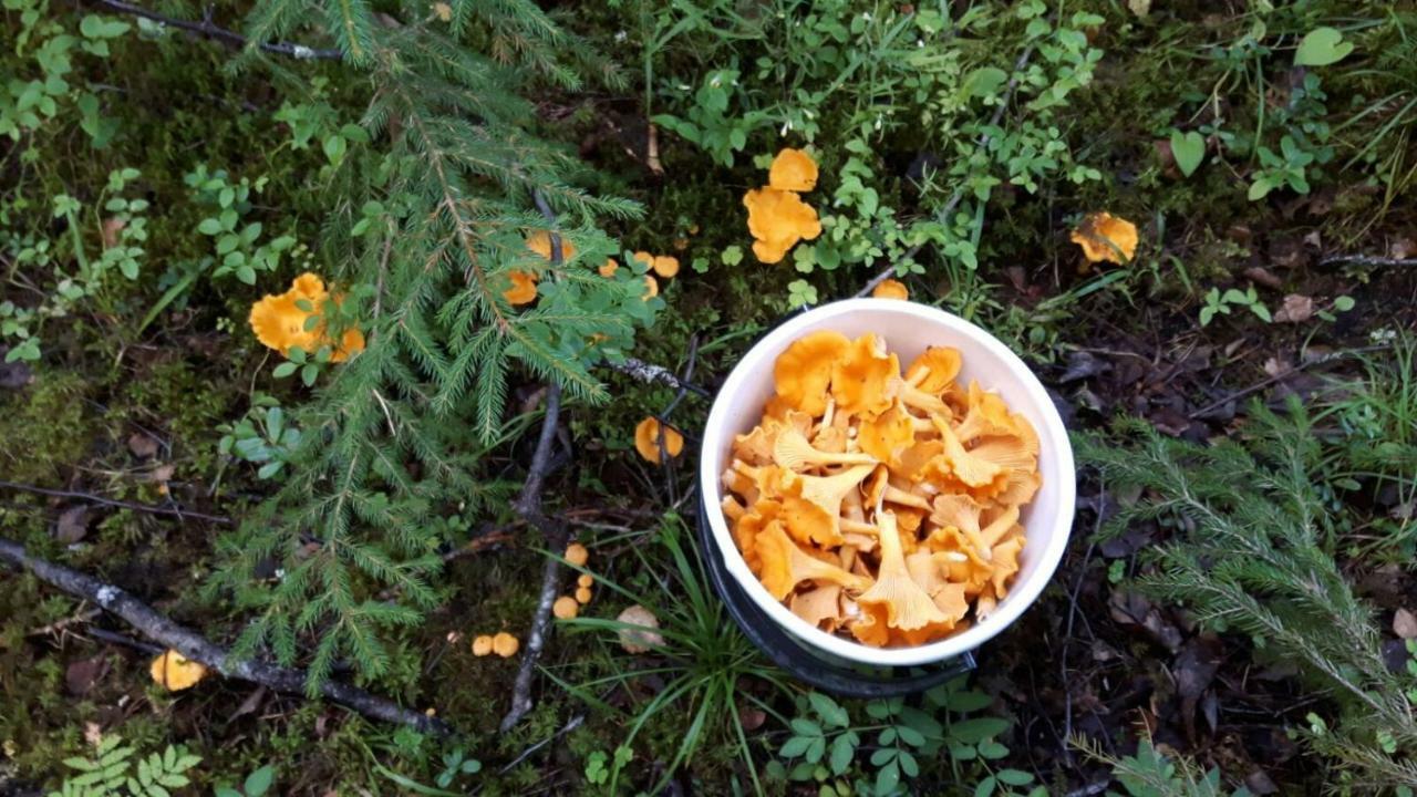 ホテル Kujanpaeae | Paajoen Vuokramoekit Himos エクステリア 写真