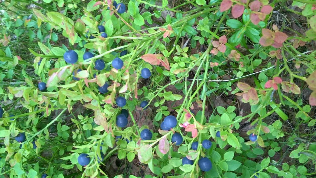 ホテル Kujanpaeae | Paajoen Vuokramoekit Himos エクステリア 写真