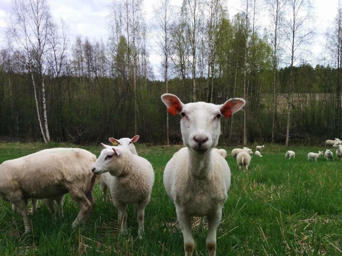 ホテル Kujanpaeae | Paajoen Vuokramoekit Himos エクステリア 写真