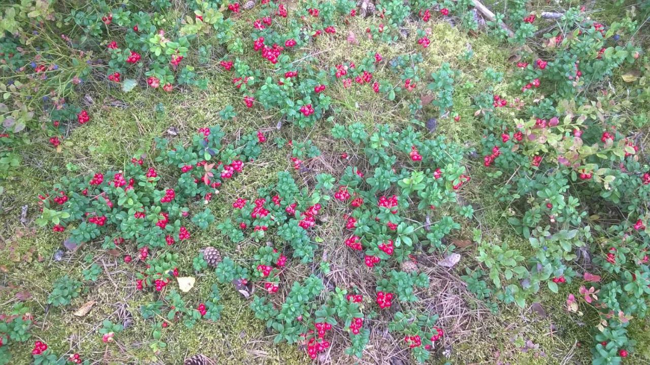 ホテル Kujanpaeae | Paajoen Vuokramoekit Himos エクステリア 写真